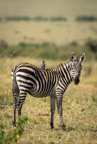 Kenya Arka Planda Yeşil Masai Mara Ovalarıyla Sırt Üstü Oturan — Stok fotoğraf