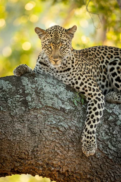 Ritratto Verticale Leopardo Adagiato Albero Nel Kruger Park Sudafrica — Foto Stock