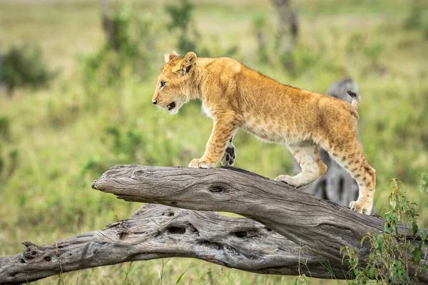 Curious Lion Cub Climbing Dead Tree Green Bush Background Masai — Stock Photo, Image