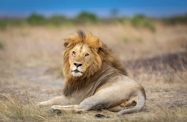 Horizontal Portrait Male Lion Lying Looking Straight Camera Blue Sky — Stock Photo, Image
