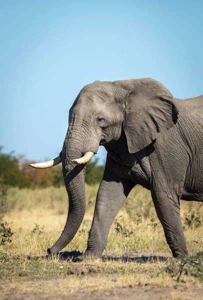 Vertical portrait of an elephant walking with blue sky in background in Savuti in Botswana