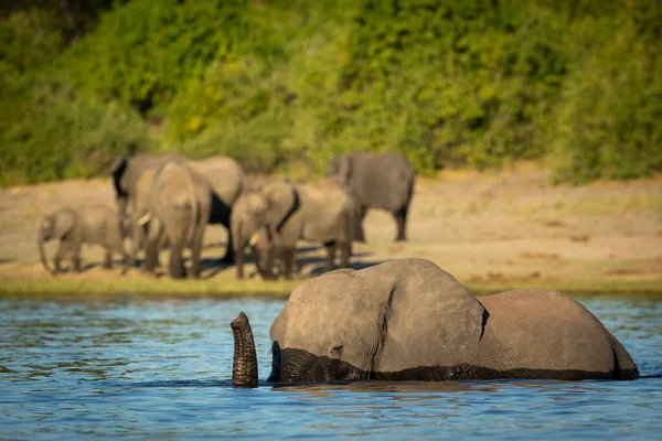 Elephant Κολύμπι Υπόλοιπο Κοπάδι Πόδια Κατά Μήκος Του Ποταμού Στο — Φωτογραφία Αρχείου