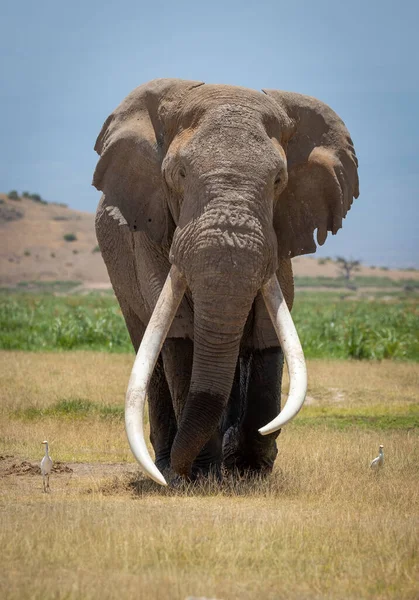 在南非克鲁格公园 一只长着巨大白色象牙的雄性大象的垂直肖像走向背景为蓝天的摄像机 — 图库照片