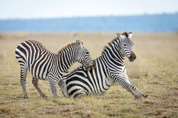 Twee Zebra Spelen Vechten Het Amboseli National Park Kenia — Stockfoto