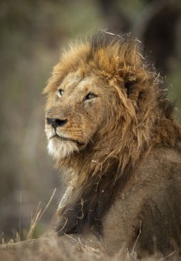Güney Afrika 'daki Kruger Park' ta yelesi kuru otlarla kaplı bir erkek aslanın dikey portresi.