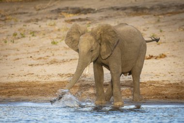 Botsvana 'da Chobe' da su sıçratarak oynayan küçük bir fil.