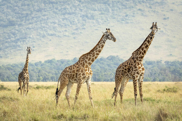 Three adult female giraffe walking in tall grass in Masai Mara in Kenya