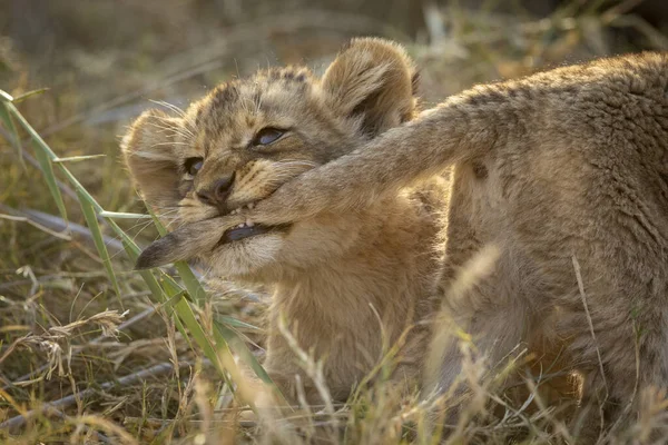 Schattige Kleine Baby Leeuw Speels Trekken Zijn Broer Staart Met — Stockfoto