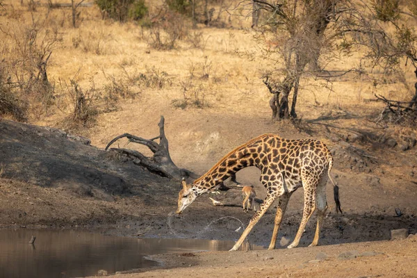 南非克鲁格公园一只成年长颈鹿弯腰喝水的横向肖像 — 图库照片