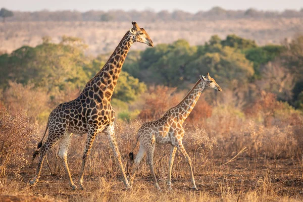 Male Female Mating Giraffe Walking Autumn Light Kruger Park South — Stock Photo, Image