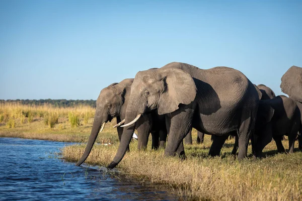 博茨瓦纳中午金色的阳光下 一群大象站在乔布河边 — 图库照片