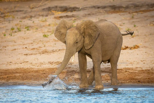 Pequeño Elefante Parado Borde Del Río Jugando Con Salpicaduras Agua —  Fotos de Stock