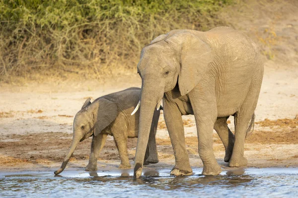 Elefante Hembra Cría Pie Juntas Bebiendo Agua Río Chobe Botswana —  Fotos de Stock