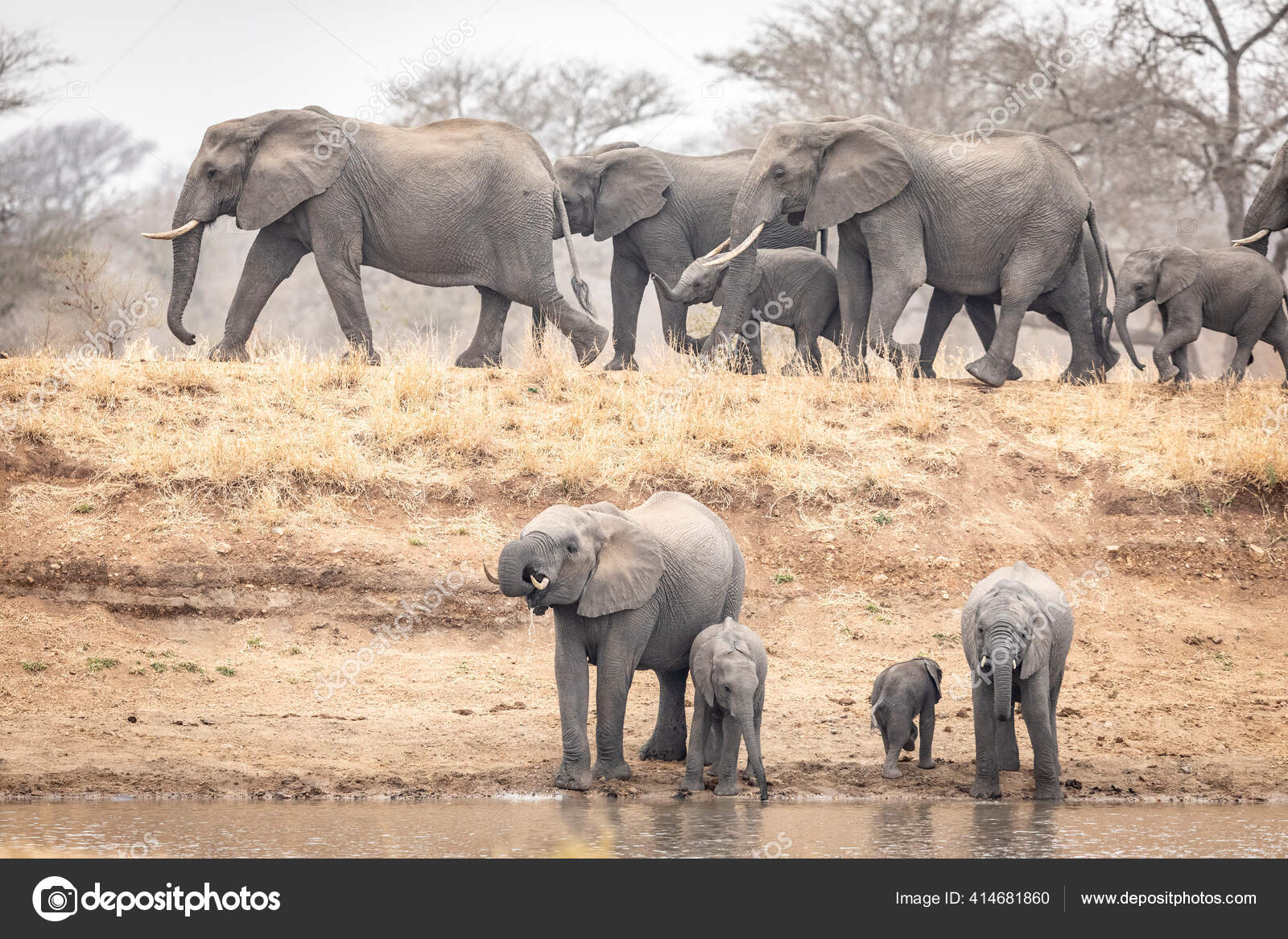 Manada Elefantes Con Muchos Bebes Pequenos Bebiendo Agua Invierno Seco Fotografia De Stock C Stuporter Depositphotos Manada Elefantes Con Muchos Bebes Pequenos Bebiendo Agua Invierno Seco Fotografia De Stock C Stuporter Depositphotos