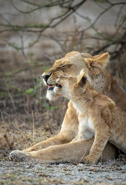 Retrato Vertical Uma Leoa Seu Filhote Leão Ndutu Tanzânia — Fotografia de Stock
