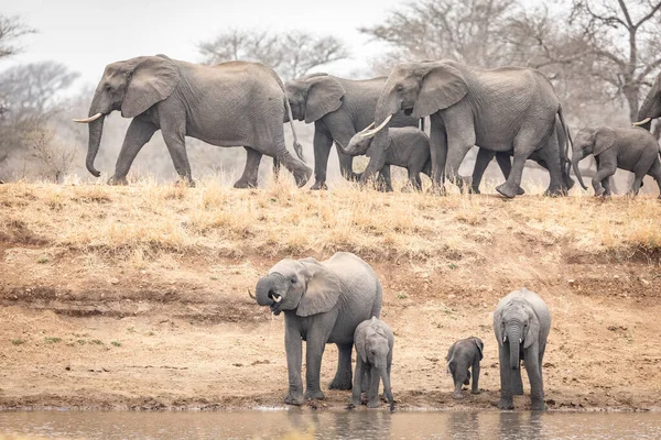 Elefántcsorda Sok Kisbabával Ivóvíz Száraz Télen Dél Afrikai Kruger Parkban — Stock Fotó