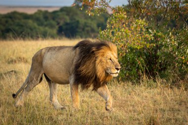 Erkek aslan Kenya 'daki Masai Mara' da gün doğumuna doğru yürüyor.