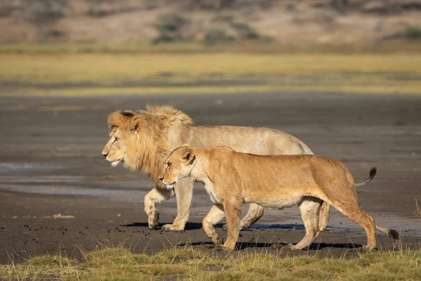Mating pair of lions walking next to each other in Ndutu in Tanzania