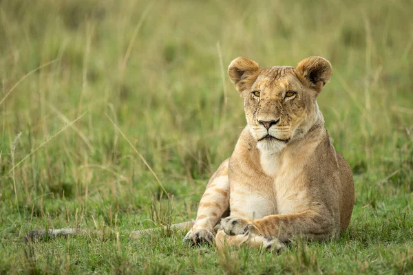 Leonessa Sdraiata Nelle Verdi Pianure Masai Mara Con Viso Coperto — Foto Stock