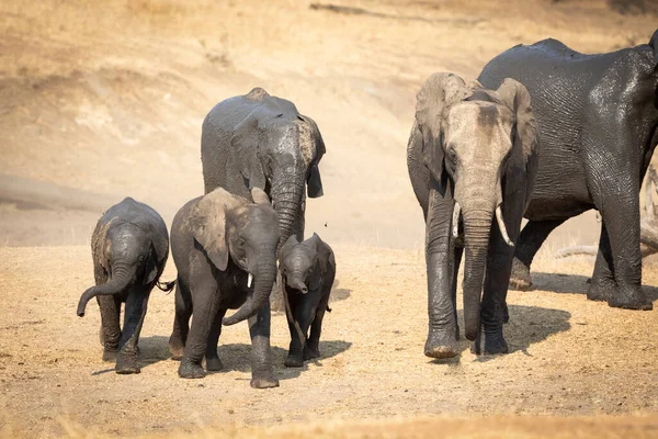 Elephants Covered Wet Mud Walking Dry River Bed Kruger Park — Stock Photo, Image