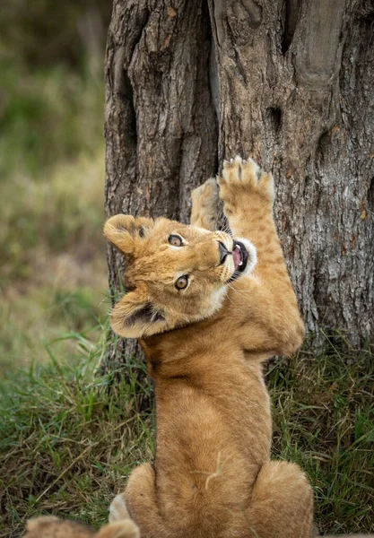 Cucciolo Leone Con Zampe Appoggiate Albero Mentre Guarda Indietro Alla — Foto Stock