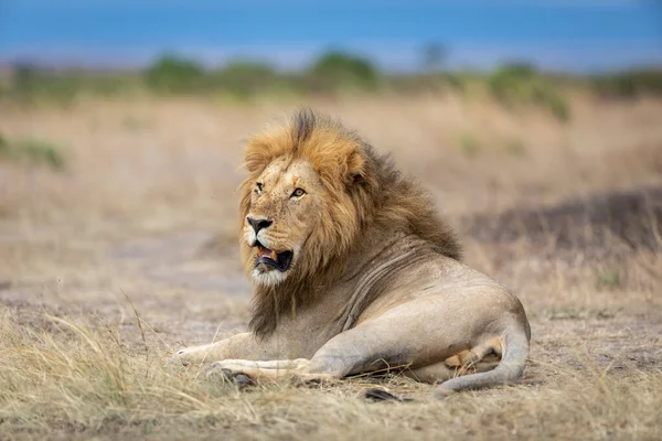Leone Maschio Sdraiato Nelle Pianure Masai Mara Con Cielo Blu — Foto Stock