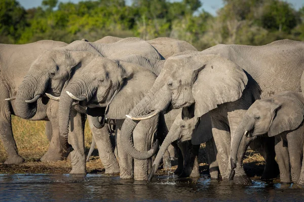 Elephants Standing Shallow Water Drinking Moremi Okavango Delta Botswana — Stock Photo, Image