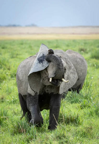 Vertikalt Porträtt Ung Elefant Med Små Betar Som Går Grönt — Stockfoto