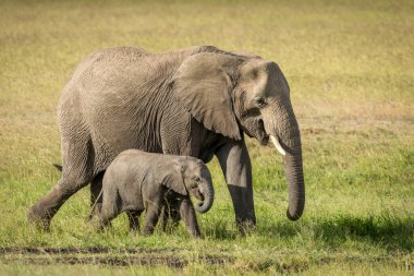 Dişi fil ve yavrusu Kenya 'daki Masai Mara' da yeşil çimlerde yürüyor.