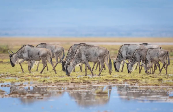 Herd Wildebeest Eating Grass Wet Plains Amboseli National Park Kenya — Stock Photo, Image
