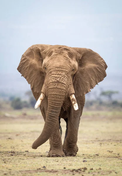 Retrato Vertical Grande Touro Elefante Coberto Lama Caminhando Direção Câmera — Fotografia de Stock