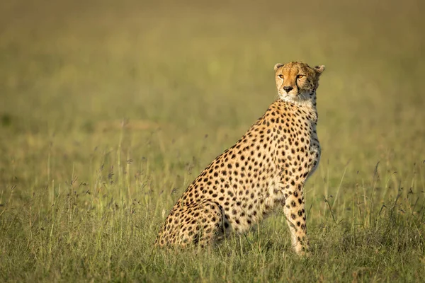 Horisontellt Porträtt Vuxen Gepard Som Sitter Grässlätter Masai Mara Kenya — Stockfoto