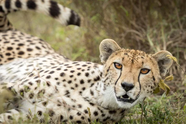 Gepard Krásnýma Jantarovýma Očima Míří Portrét Ndutu Tanzanii — Stock fotografie