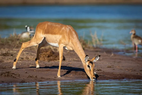 Impala Hembra Parada Borde Del Agua Bebiendo Río Chobe Botswana — Foto de Stock