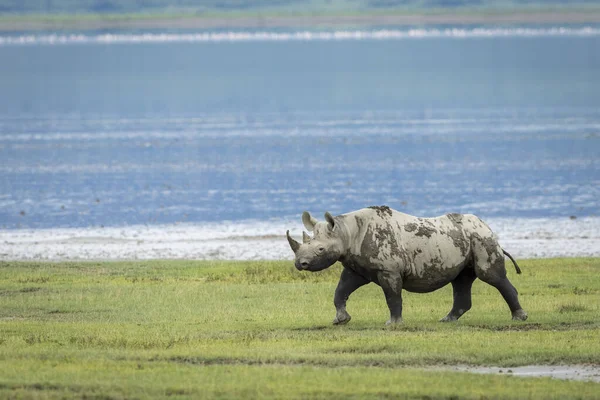Rhinocéros Noir Marchant Sur Herbe Verte Près Eau Dans Cratère — Photo