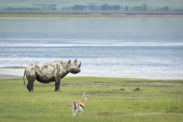 Alerte Rhinocéros Noirs Sur Herbe Verte Près Eau Dans Cratère — Photo