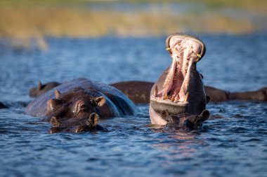 Botswana 'da Chobe Nehri' nde ağzı açık esniyordu.
