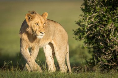 Kenya 'daki Masai Mara' da altın öğleden sonra ışığında yeşil çimlerde duran erkek aslan.
