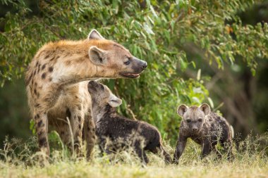 Sırtlan dişi ve iki sırtlan yavrusu Kenya 'daki Masai Mara' da sevgi gösteriyorlar.