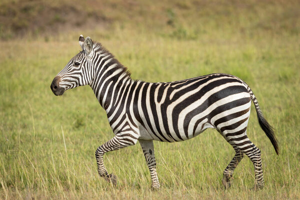 Zebra running in Masai Mara in morning sunlight in Kenya