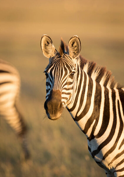 Vertical portrait of an adult zebra looking at camera in golden morning light in Masai Mara in Kenya