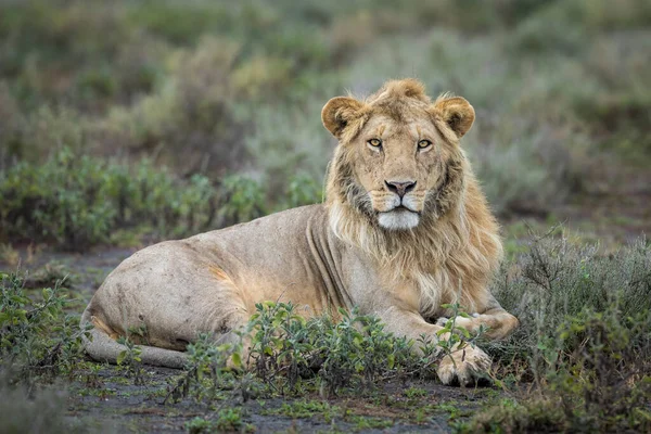 ヌドゥツタンザニアの茂みに横たわっている若い雄ライオンの水平肖像画 — ストック写真