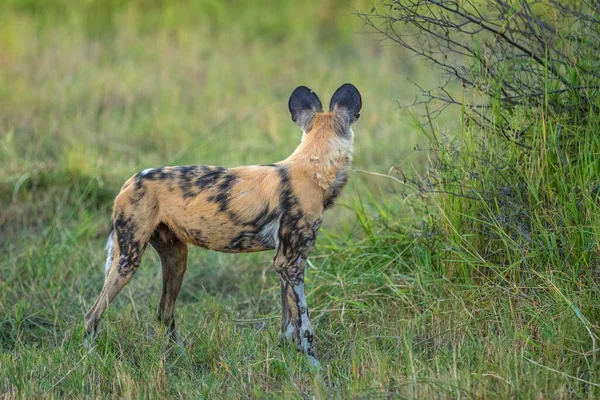 Dziki Pies Stojący Zielonym Krzaku Patrzący Wstecz Khwai Delcie Okavango — Zdjęcie stockowe