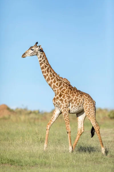 肯尼亚马赛马拉 一只雌性长颈鹿在碧绿的草地上行走 背景为蓝天的垂直肖像 — 图库照片