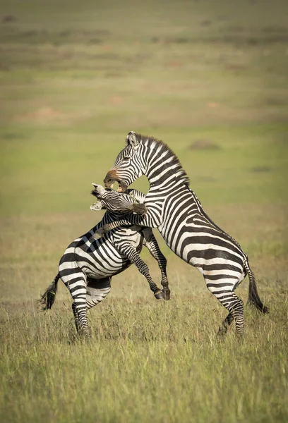 Pionowy Portret Dwóch Zebr Walczących Gryzących Się Masai Mara Kenii — Zdjęcie stockowe