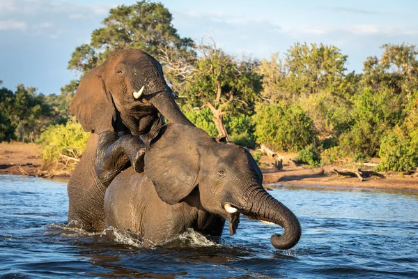 Dos Elefantes Pie Agua Jugando Río Chobe Botswana —  Fotos de Stock