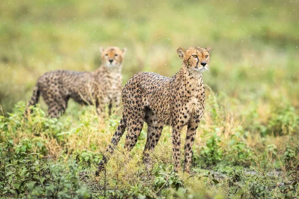 Dva Dospělí Gepardi Zmokli Stáli Dešti Zeleném Keři Ndutu Tanzanii — Stock fotografie