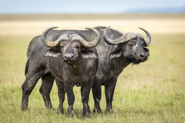 Twee Volwassen Buffelstieren Die Naast Elkaar Staan Alert Kijken Grasvlakten — Stockfoto