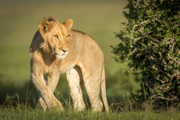 Männlicher Löwe Steht Grünen Gras Goldenen Nachmittagslicht Der Masai Mara — Stockfoto