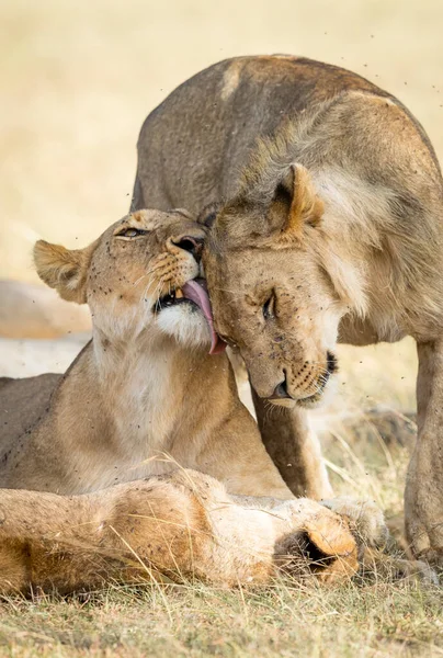 Vertikales Porträt Von Zwei Löwen Die Sich Der Masai Mara — Stockfoto